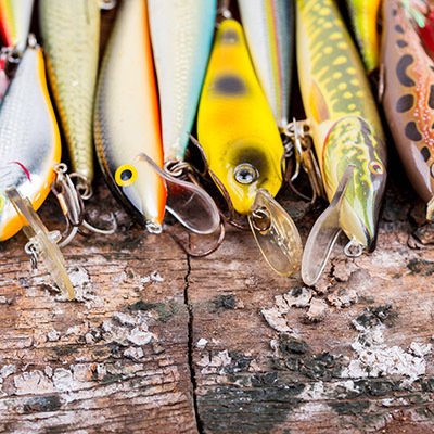 Closeup of multiple colorful fish lined up on the dock.